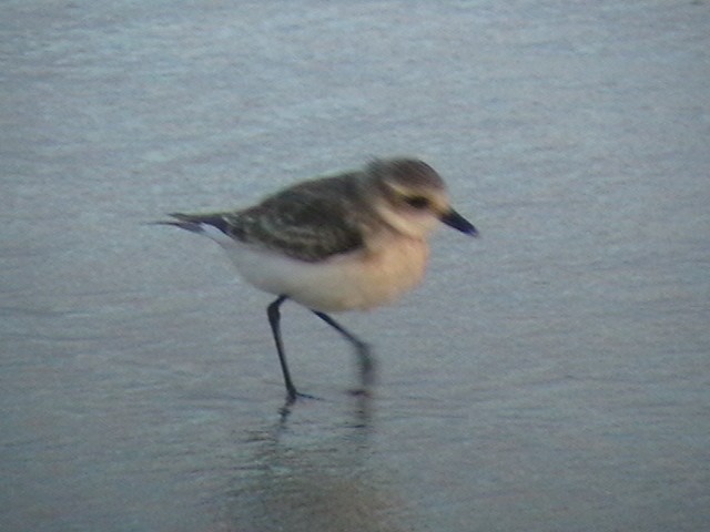 Kentish Plover - sasidharan manekkara