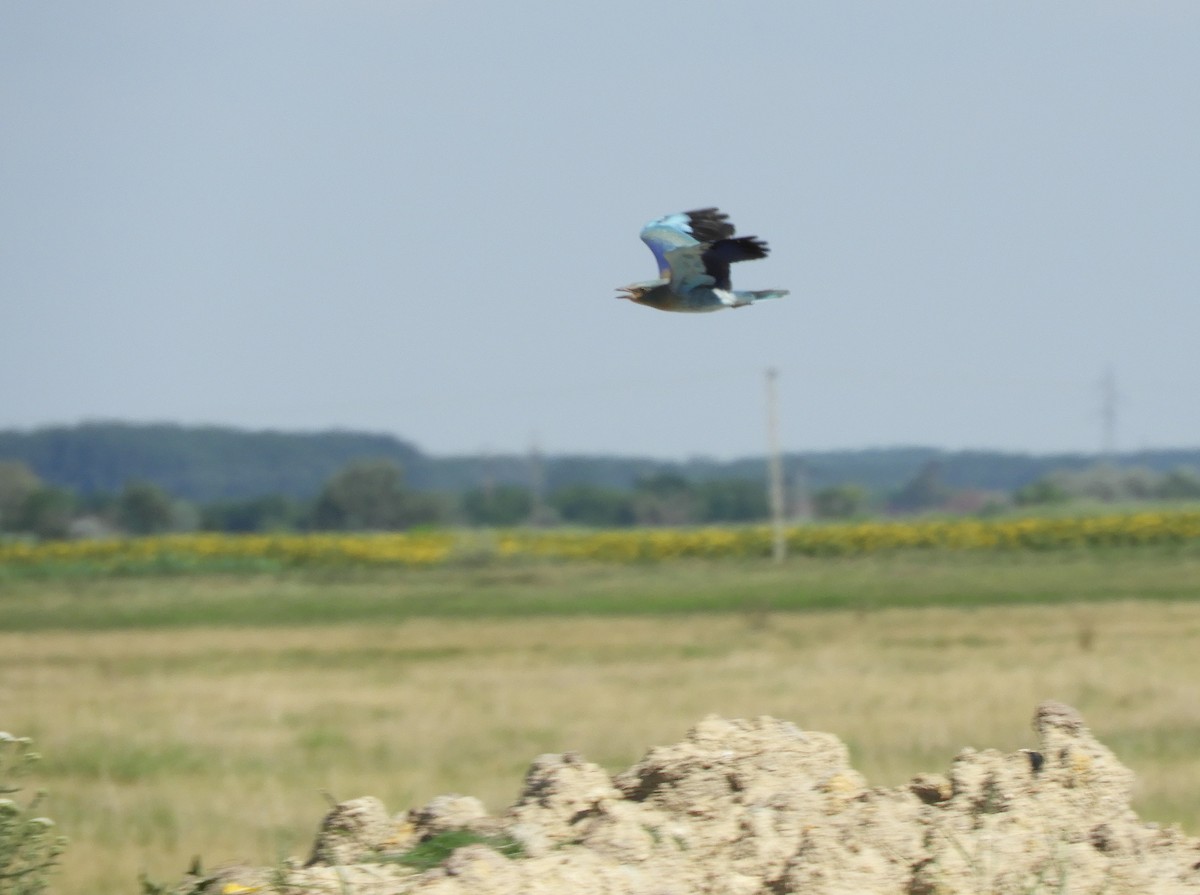 European Roller - ML247853441