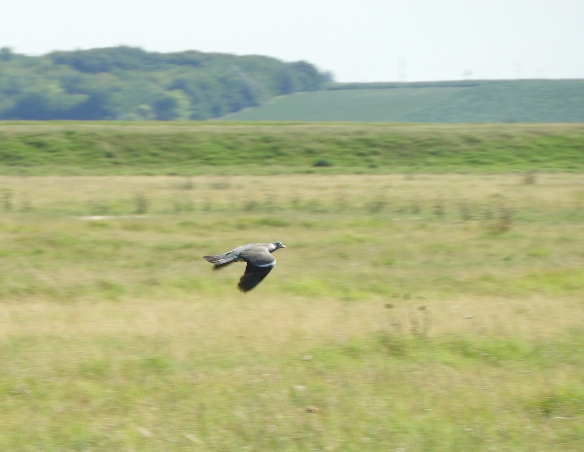 Common Wood-Pigeon - Miroslav Mareš