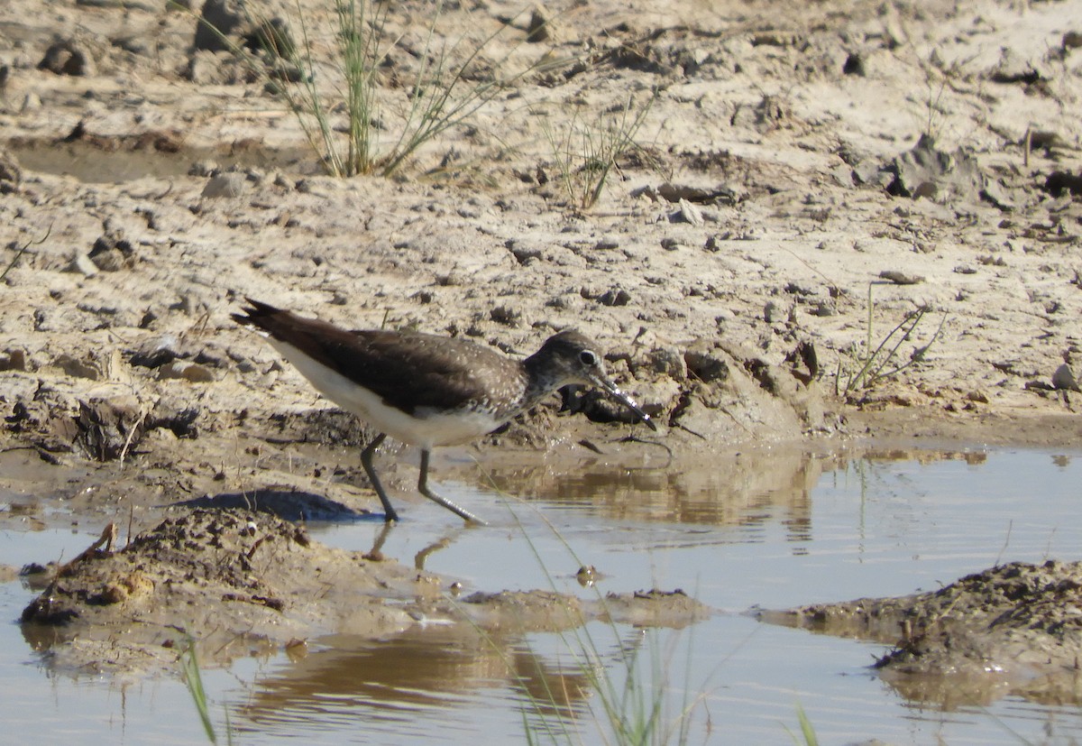 Green Sandpiper - ML247853531