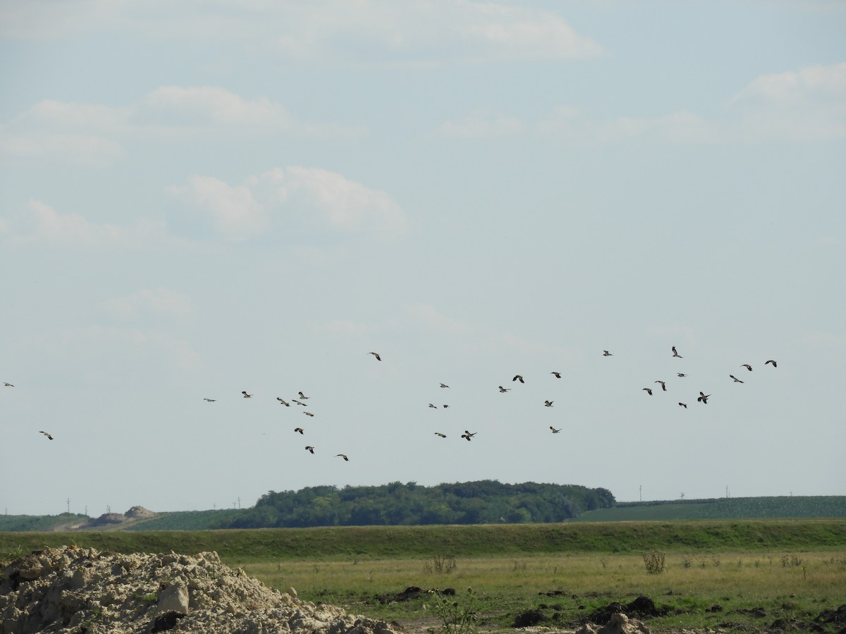 Northern Lapwing - Miroslav Mareš