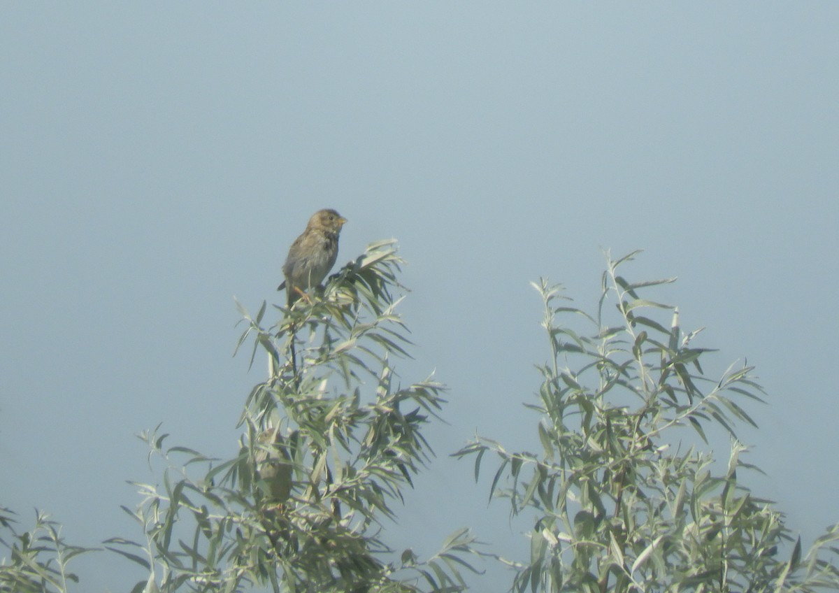 Corn Bunting - ML247854021