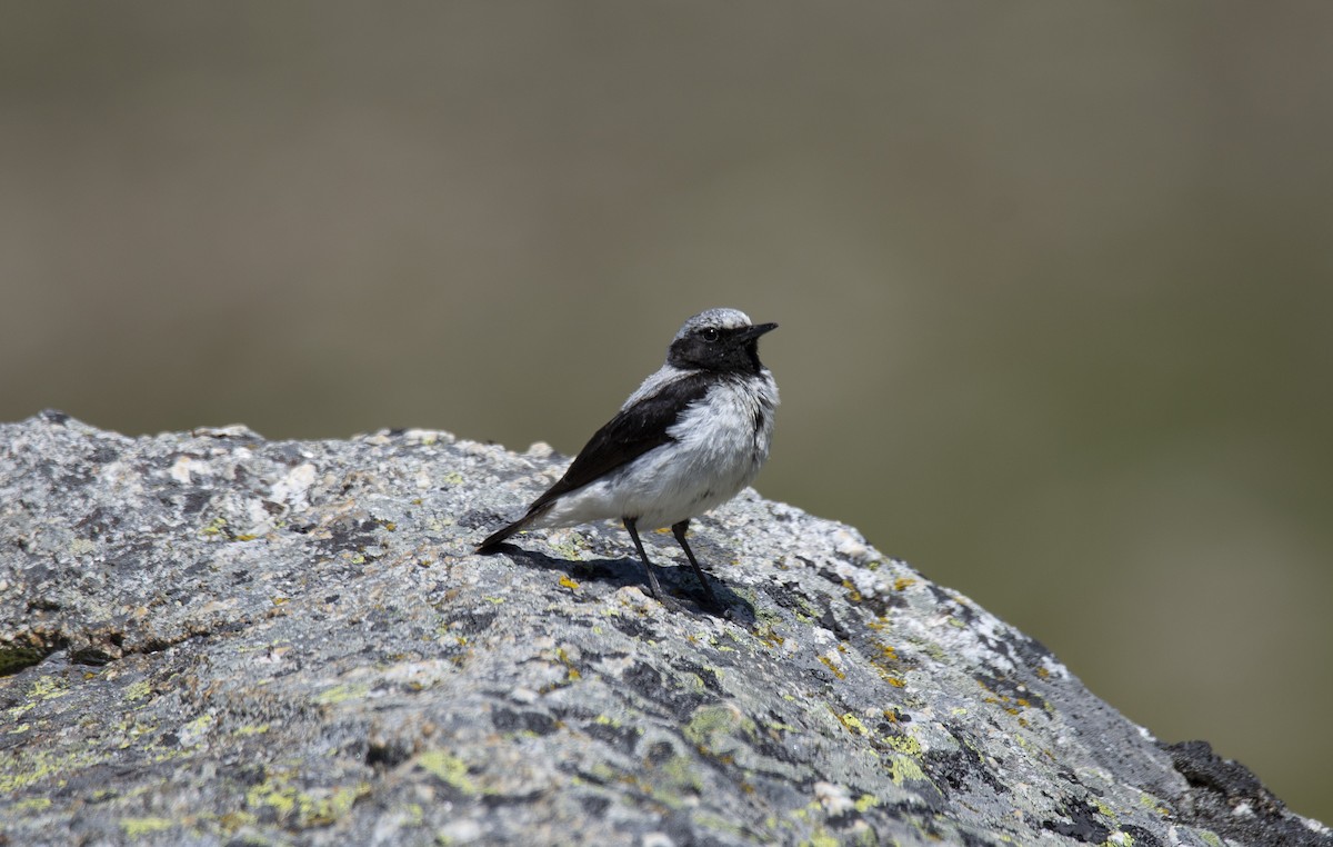Atlas Wheatear - Antonio Ceballos Barbancho