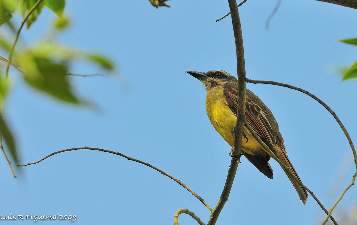 Boat-billed Flycatcher - ML247857151