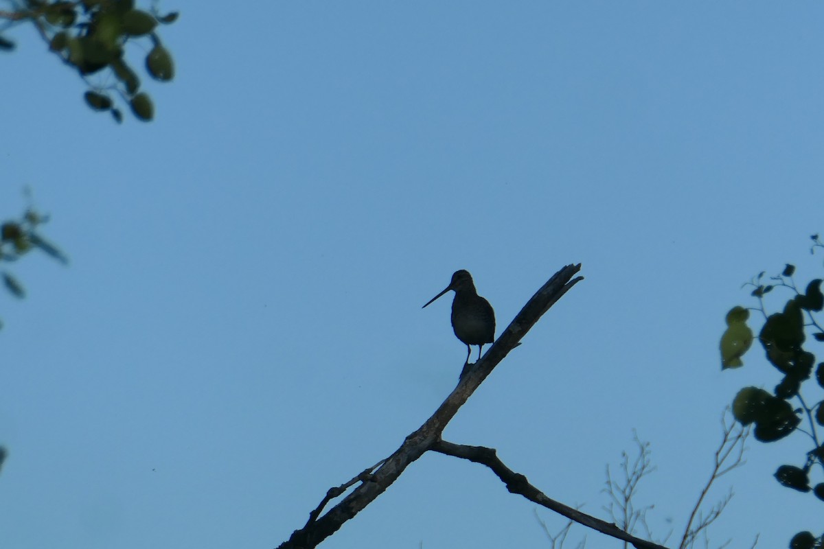 Wilson's Snipe - ML247857201