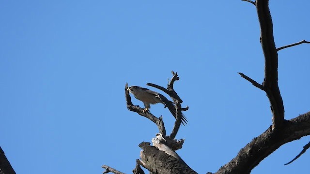 Lanner Falcon - ML247858031