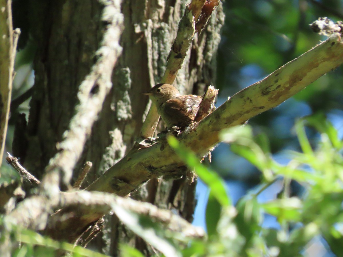 House Wren - ML247858431