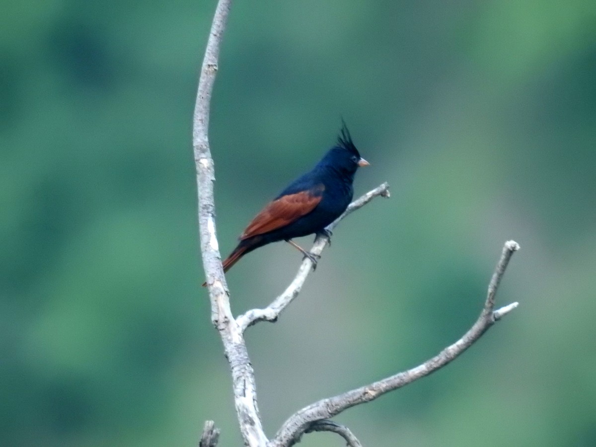Crested Bunting - ML247859981