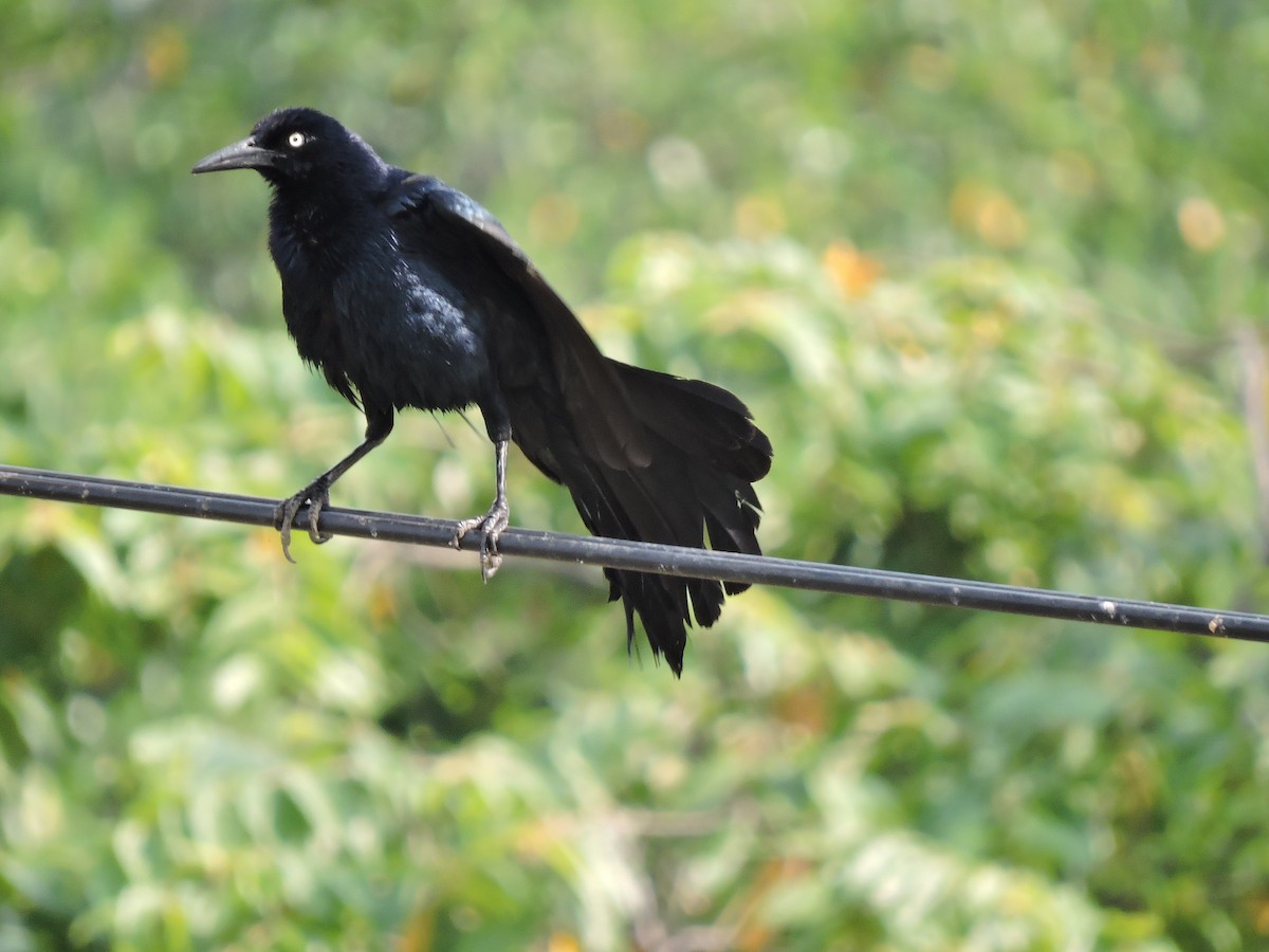 Great-tailed Grackle - ML247860011