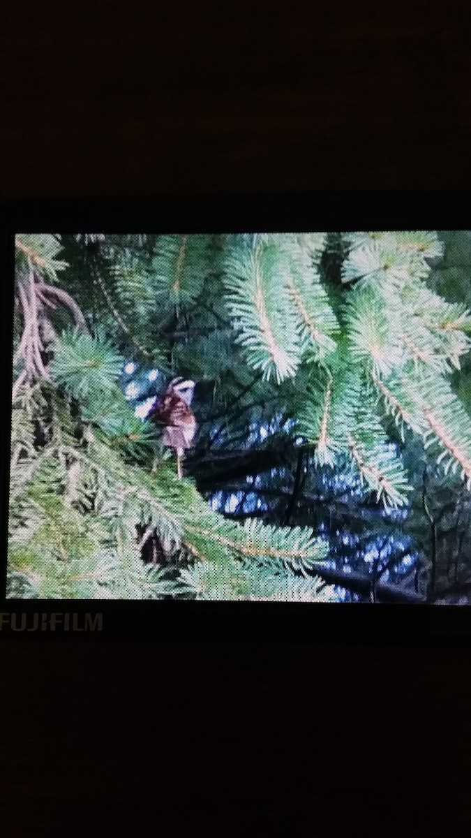 White-throated Sparrow - ML247860291