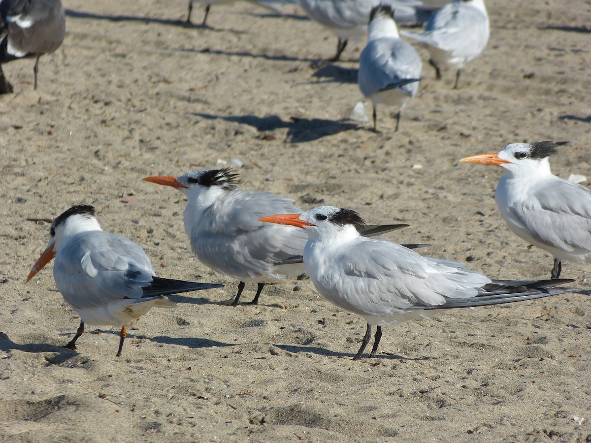 Royal Tern - M Kwan