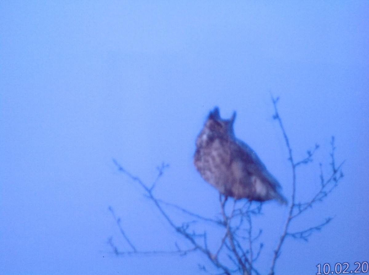 Great Horned Owl - ML24786281