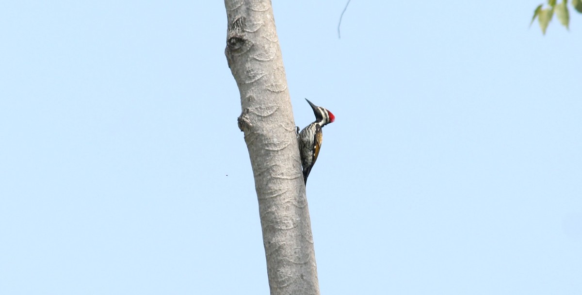 Black-rumped Flameback - Shanmugam Kalidass