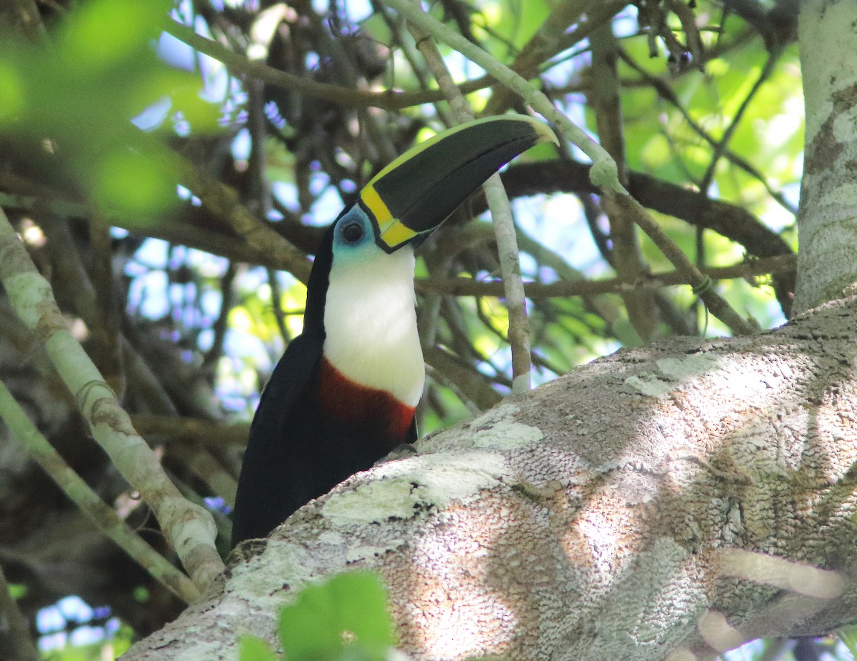 Channel-billed Toucan (Yellow-ridged) - ML247865271