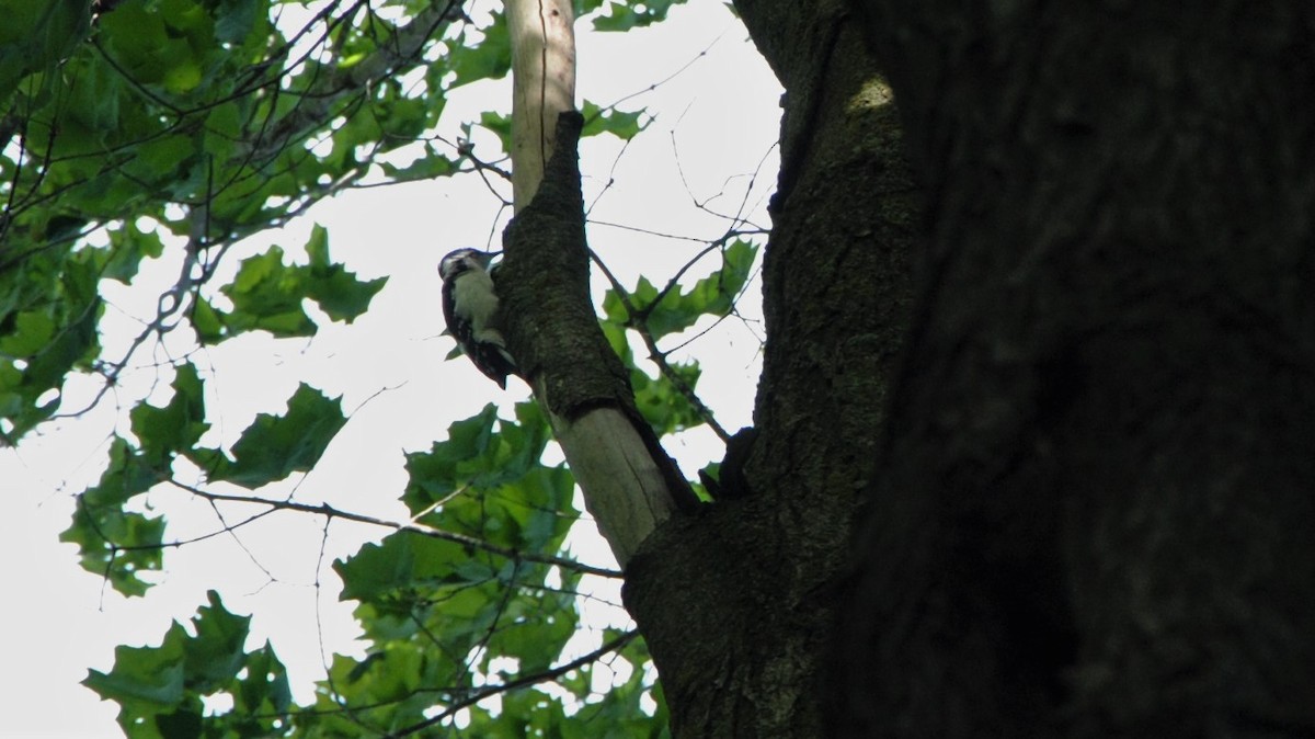 Hairy Woodpecker (Eastern) - ML247865331