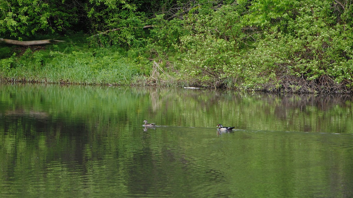 Wood Duck - ML247865441