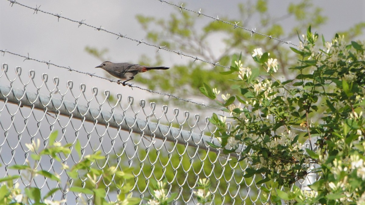 Gray Catbird - Gil-Patrick Finn