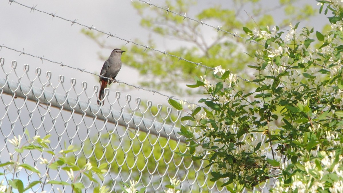 Gray Catbird - ML247865551