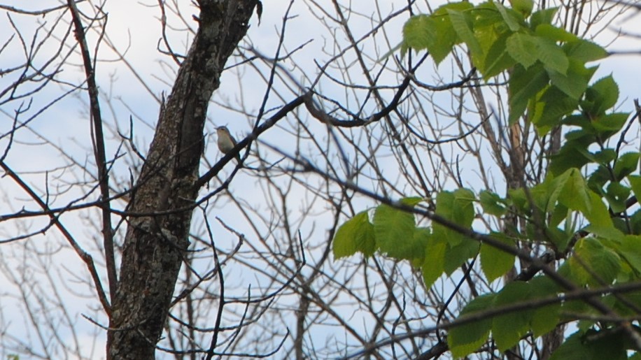 Warbling Vireo (Eastern) - ML247866321