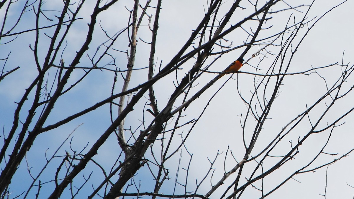 Baltimore Oriole - Gil-Patrick Finn