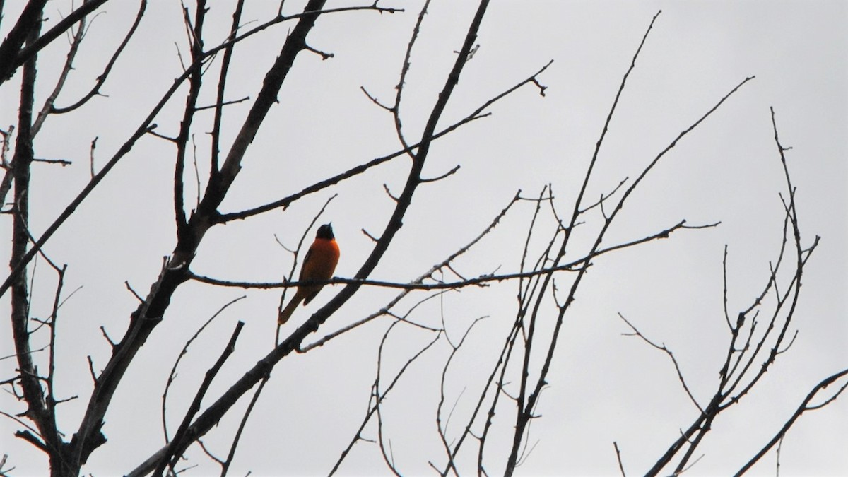 Baltimore Oriole - ML247866391