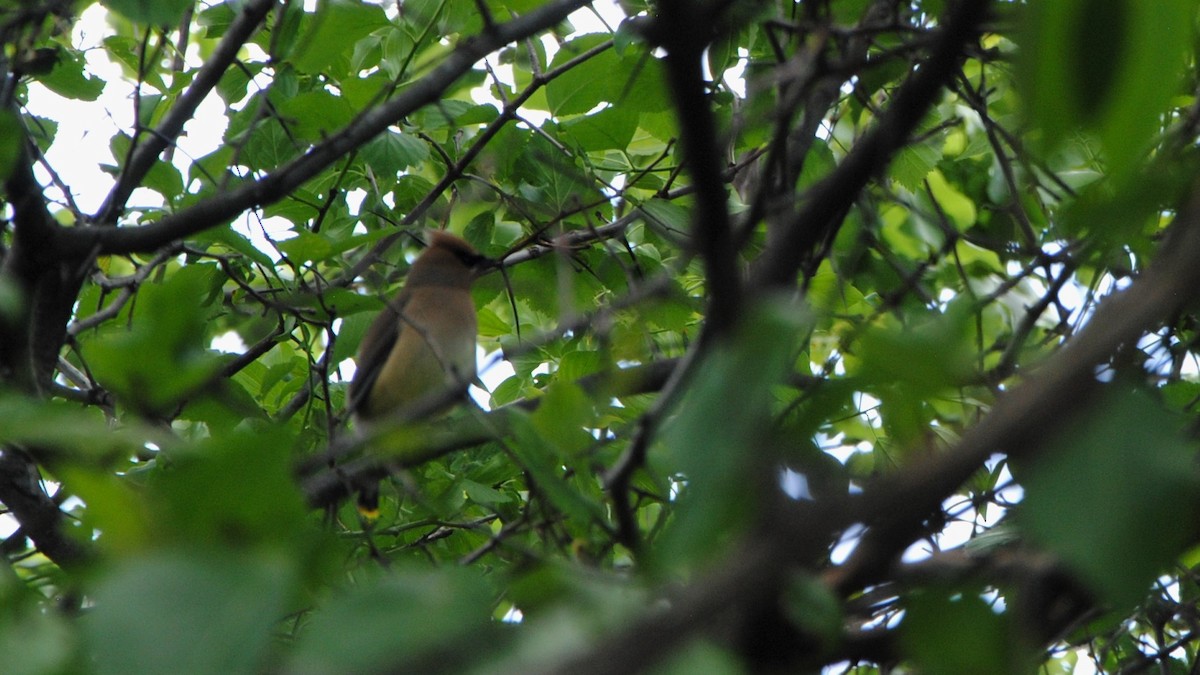 Cedar Waxwing - ML247866431