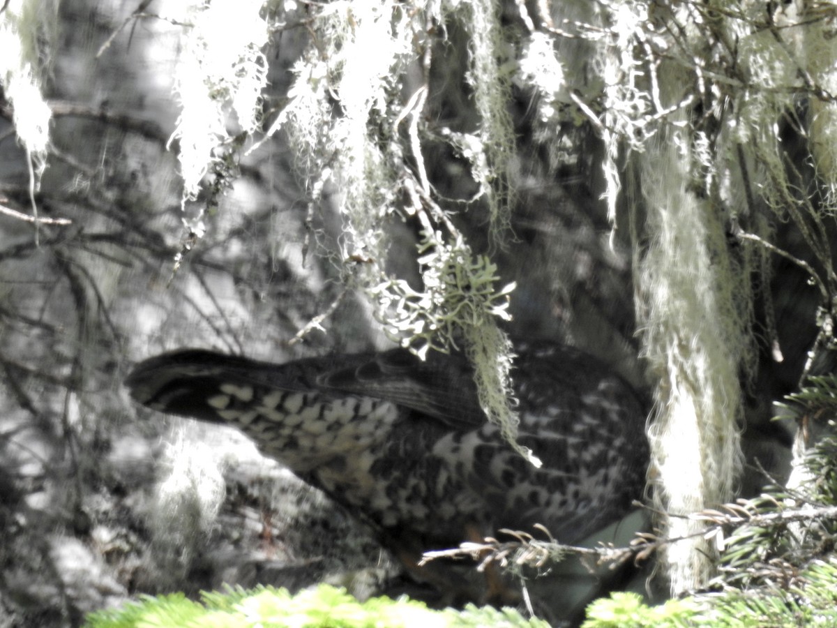 Sooty Grouse - ML247866941