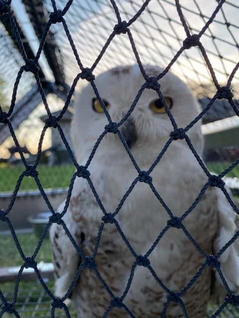 Snowy Owl - ML247867201