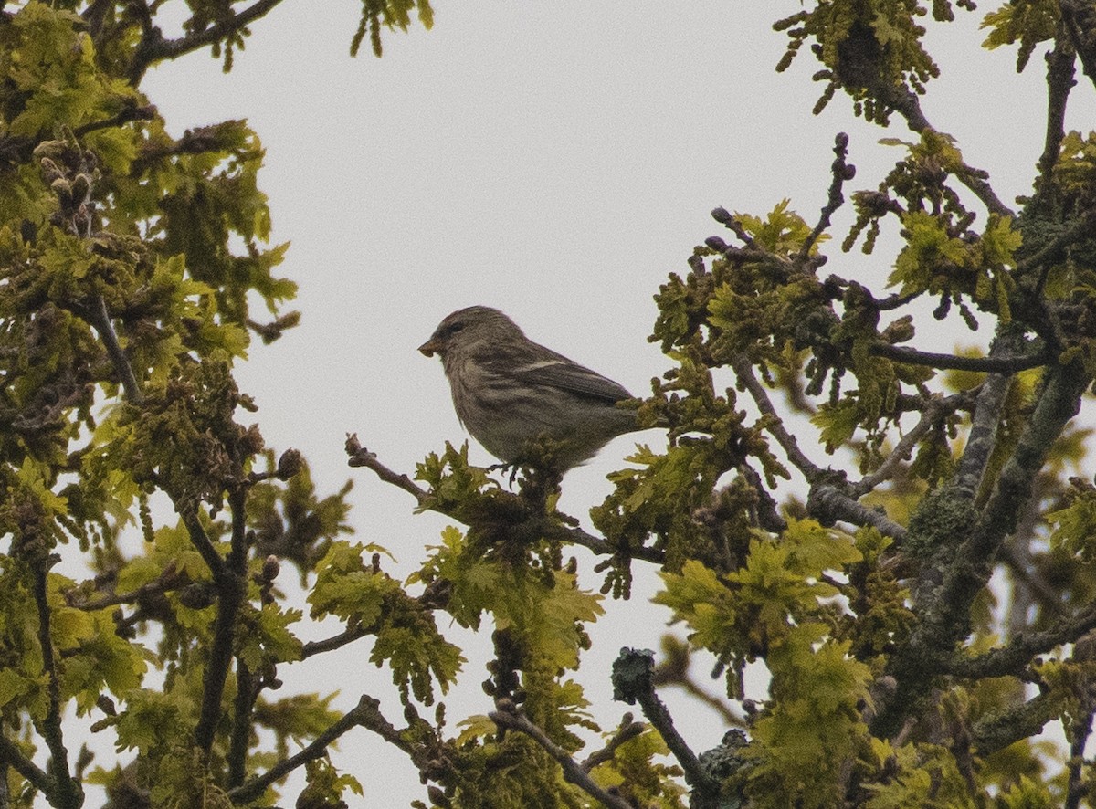 Lesser Redpoll - ML247867801