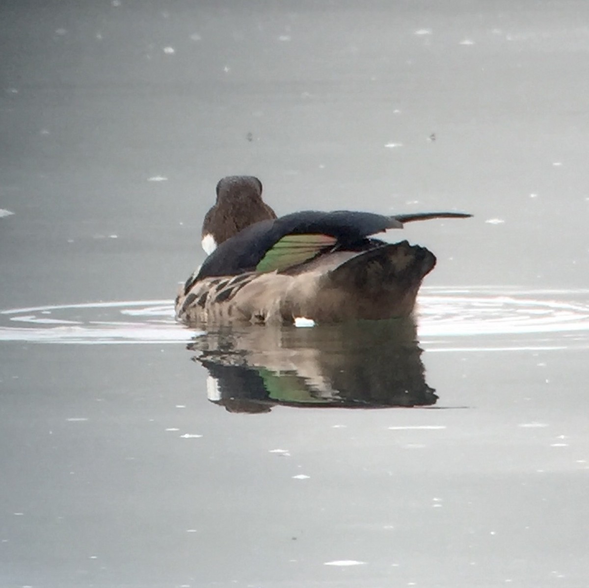 Spectacled Duck - Garrett MacDonald