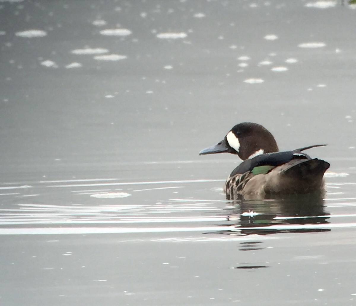 Spectacled Duck - ML24786801