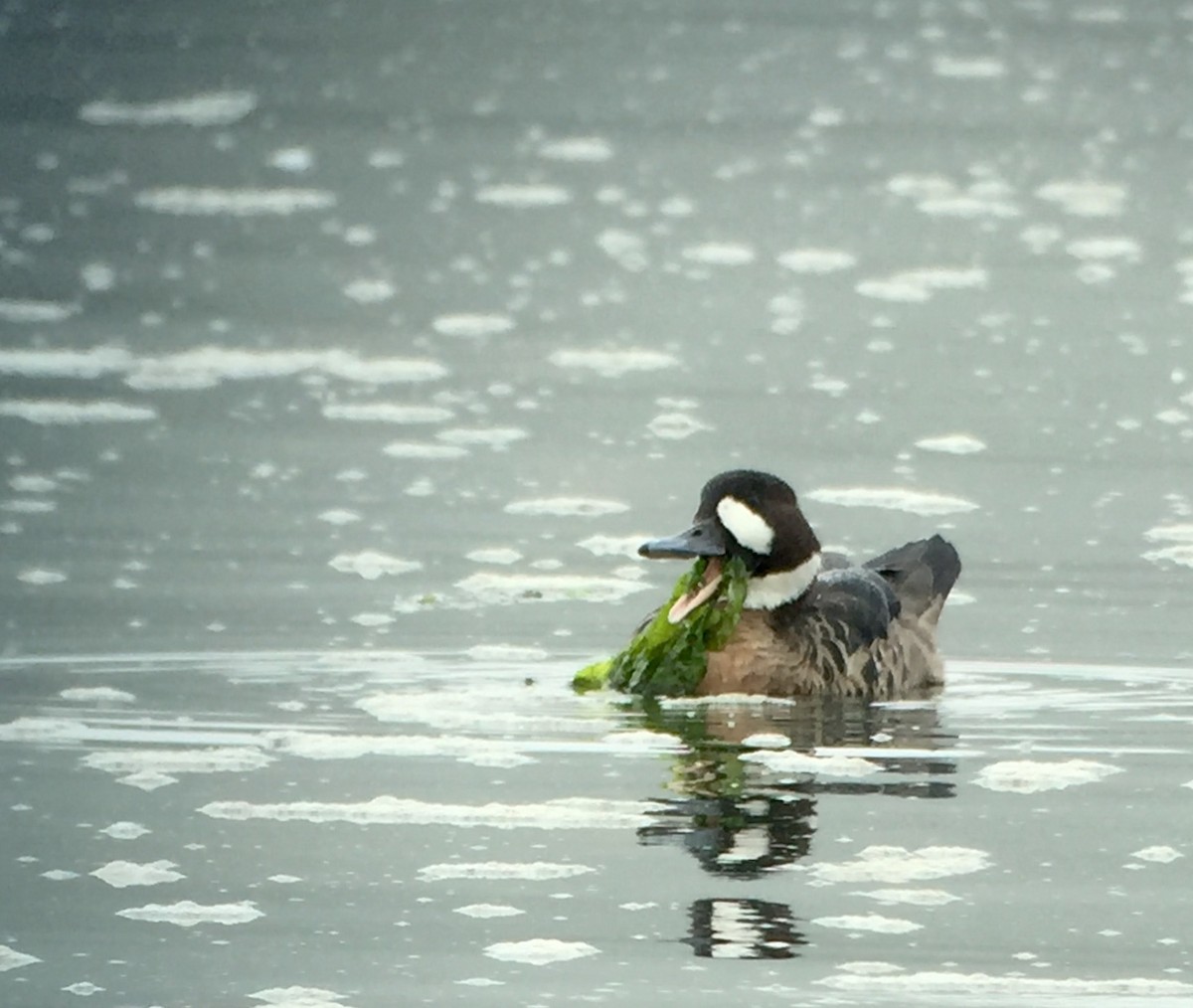 Canard à lunettes - ML24786811