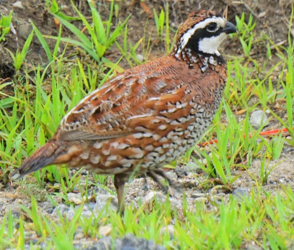 Northern Bobwhite - ML247868181