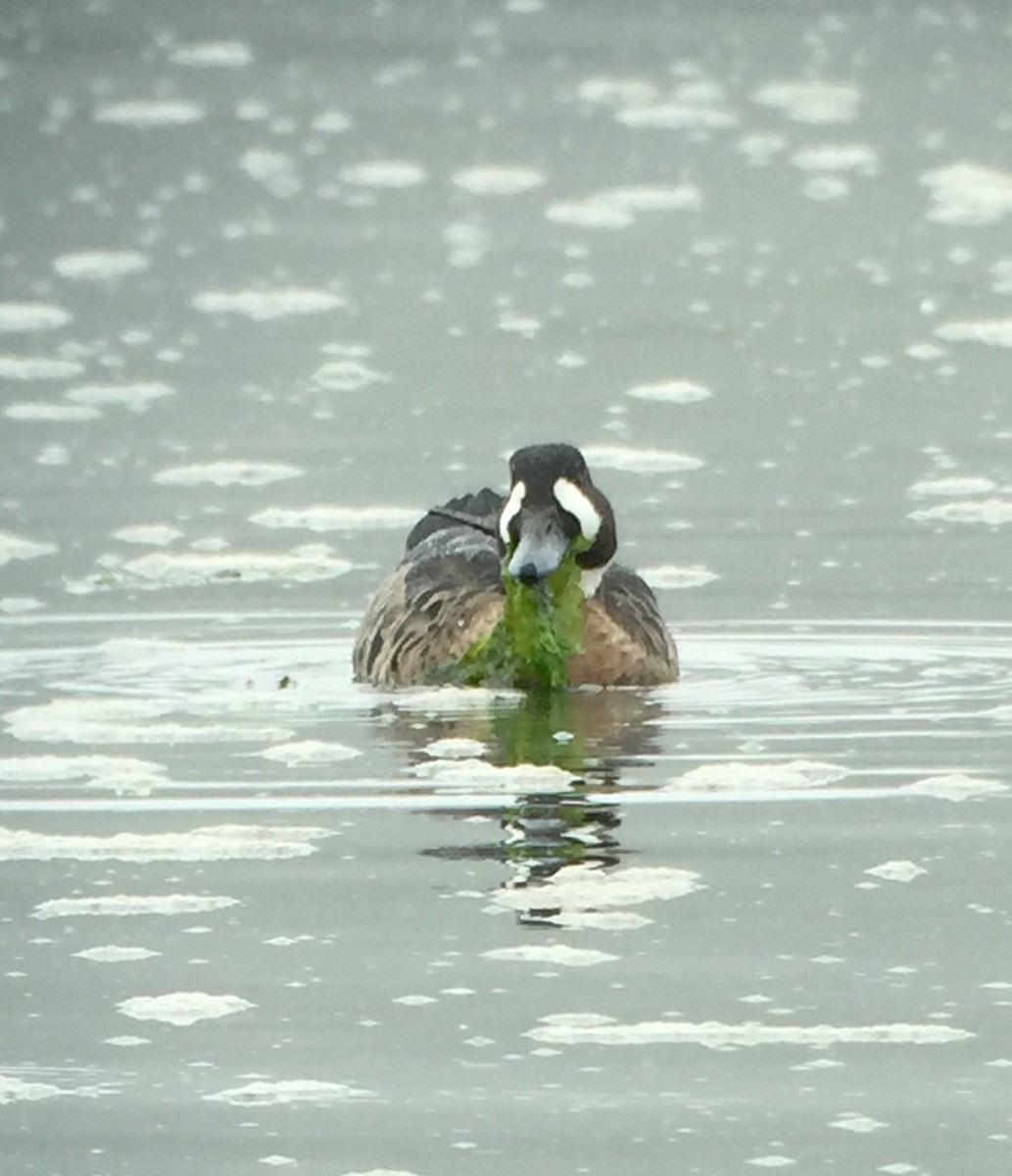 Canard à lunettes - ML24786821