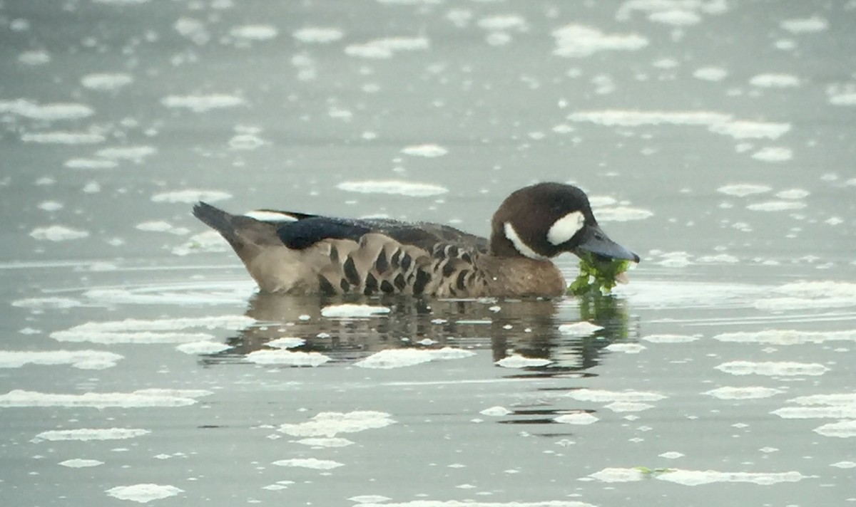 Spectacled Duck - ML24786861