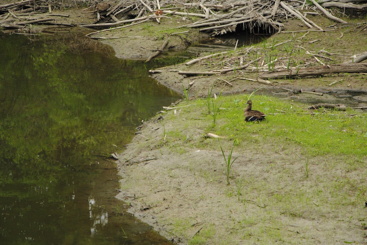 Mallard - ML247868751