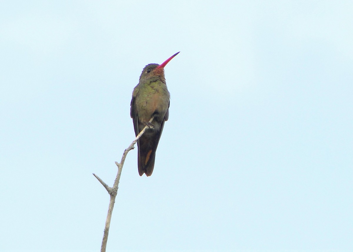 Gilded Hummingbird - Carlos Otávio Gussoni
