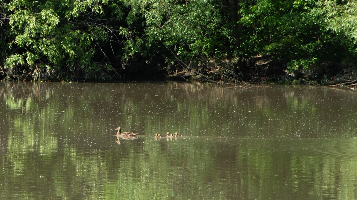 Canard colvert - ML247869561