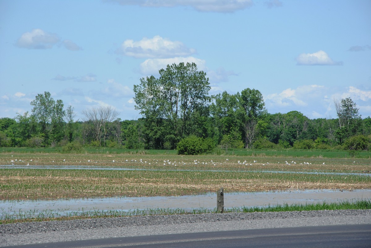 Ring-billed Gull - ML247869611