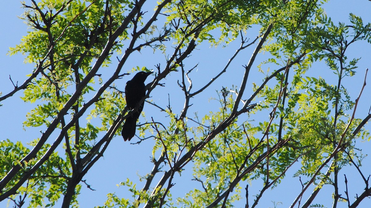 Common Grackle - ML247869721