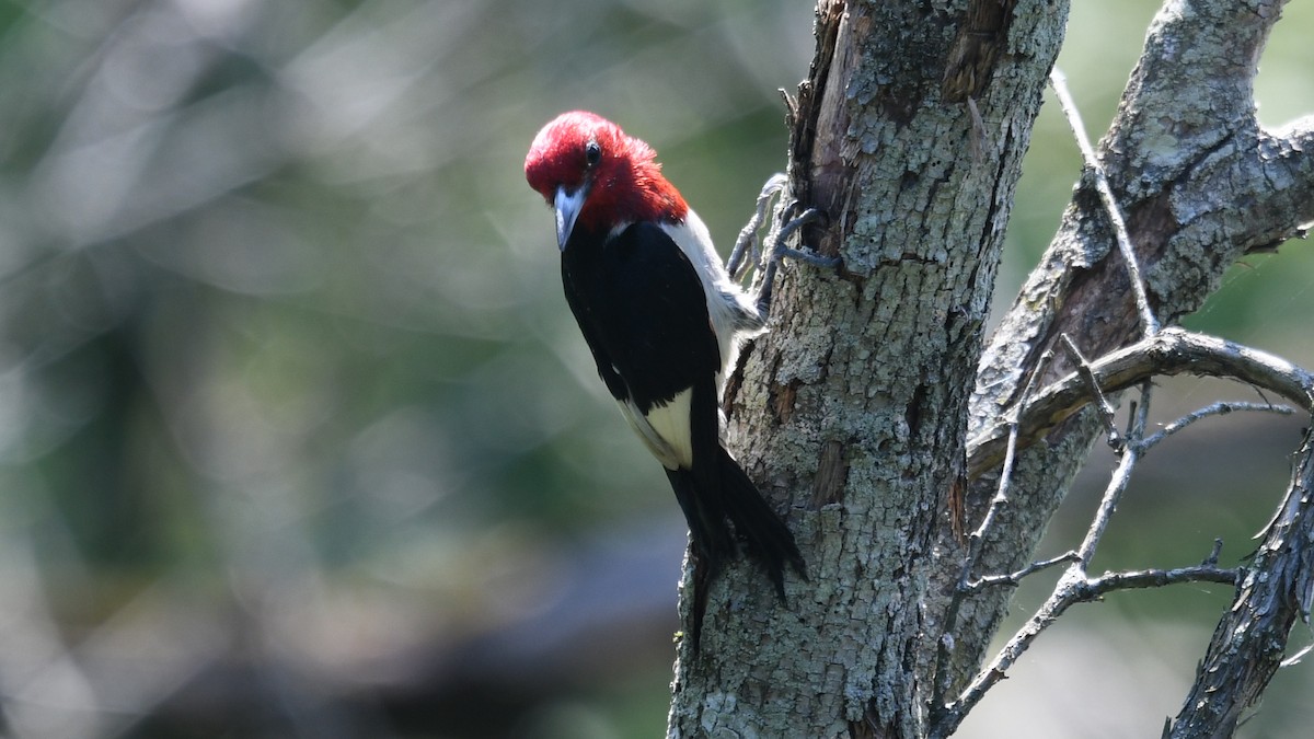 Red-headed Woodpecker - ML247869821