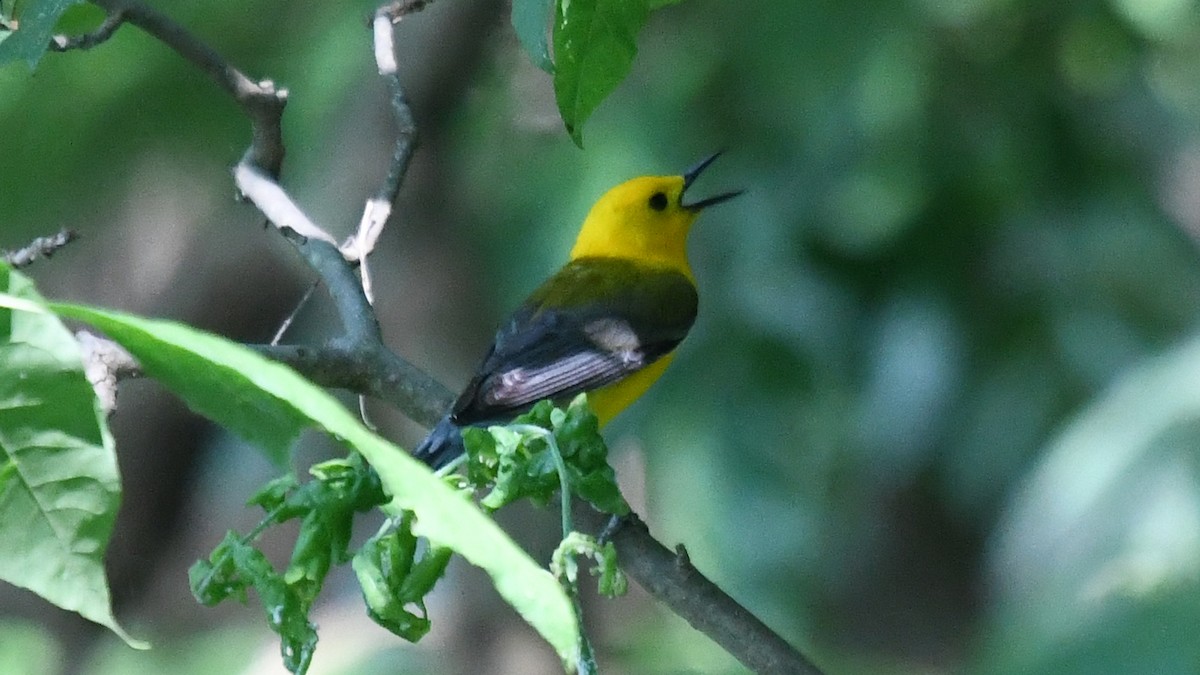 Prothonotary Warbler - ML247869851