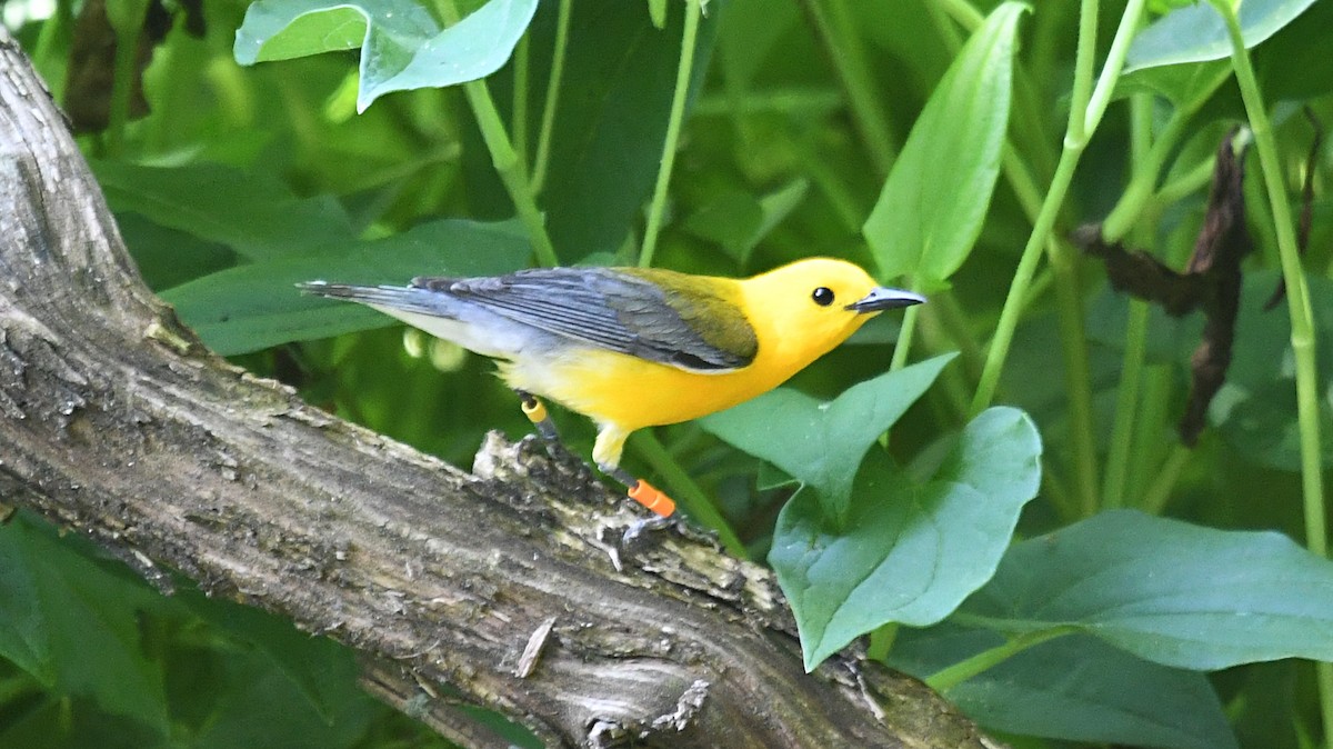 Prothonotary Warbler - ML247869881