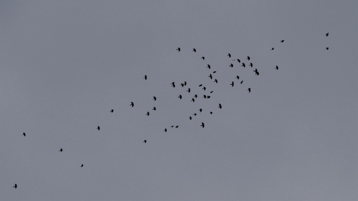 Yellow-billed Chough - ML247870281