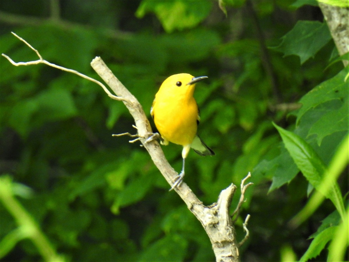Prothonotary Warbler - ML247870431