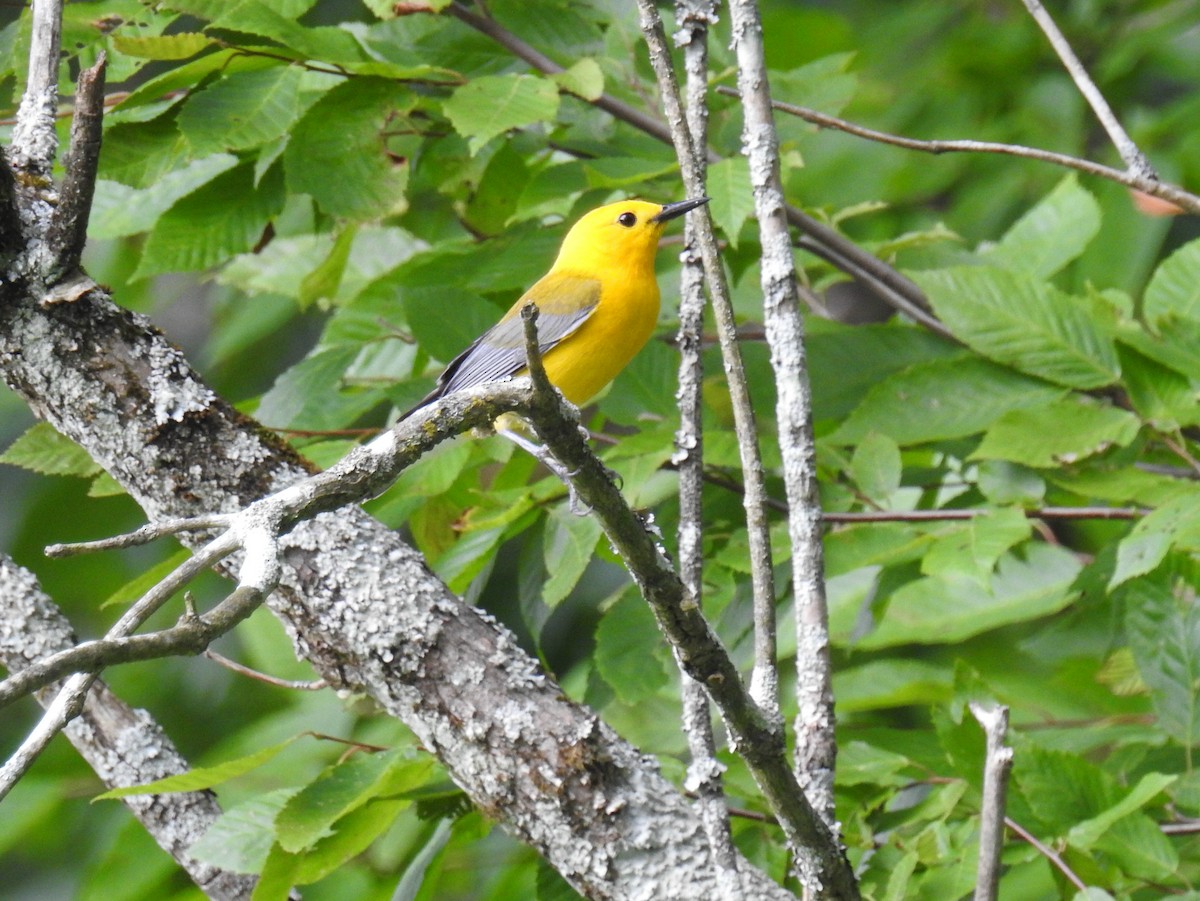 Prothonotary Warbler - ML247870501