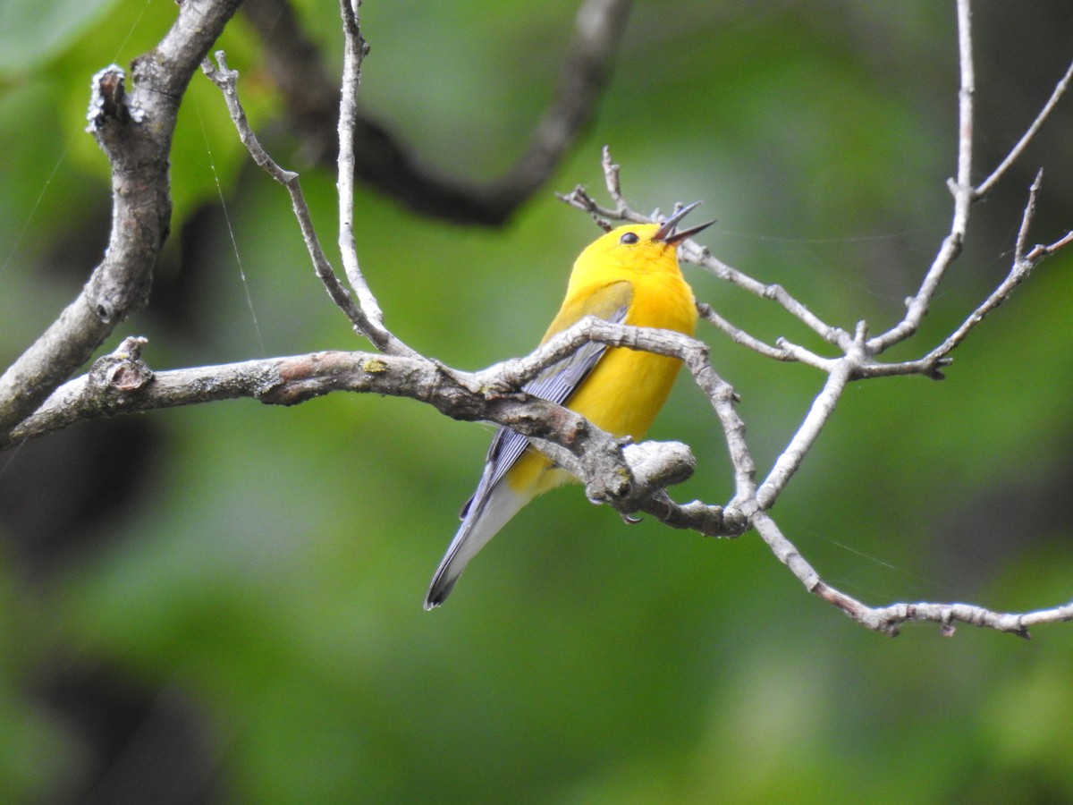 Prothonotary Warbler - ML247870771