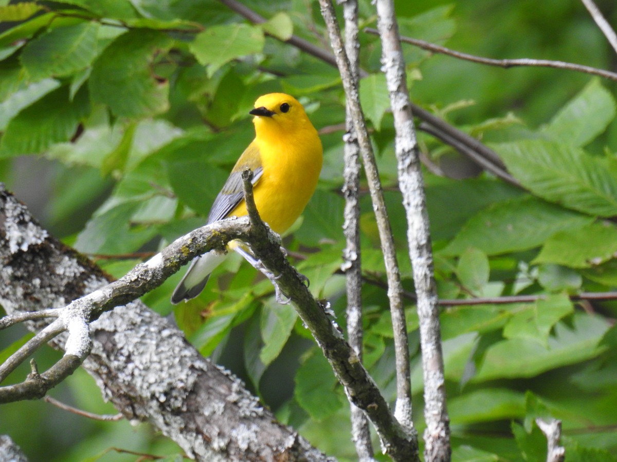 Prothonotary Warbler - ML247870841