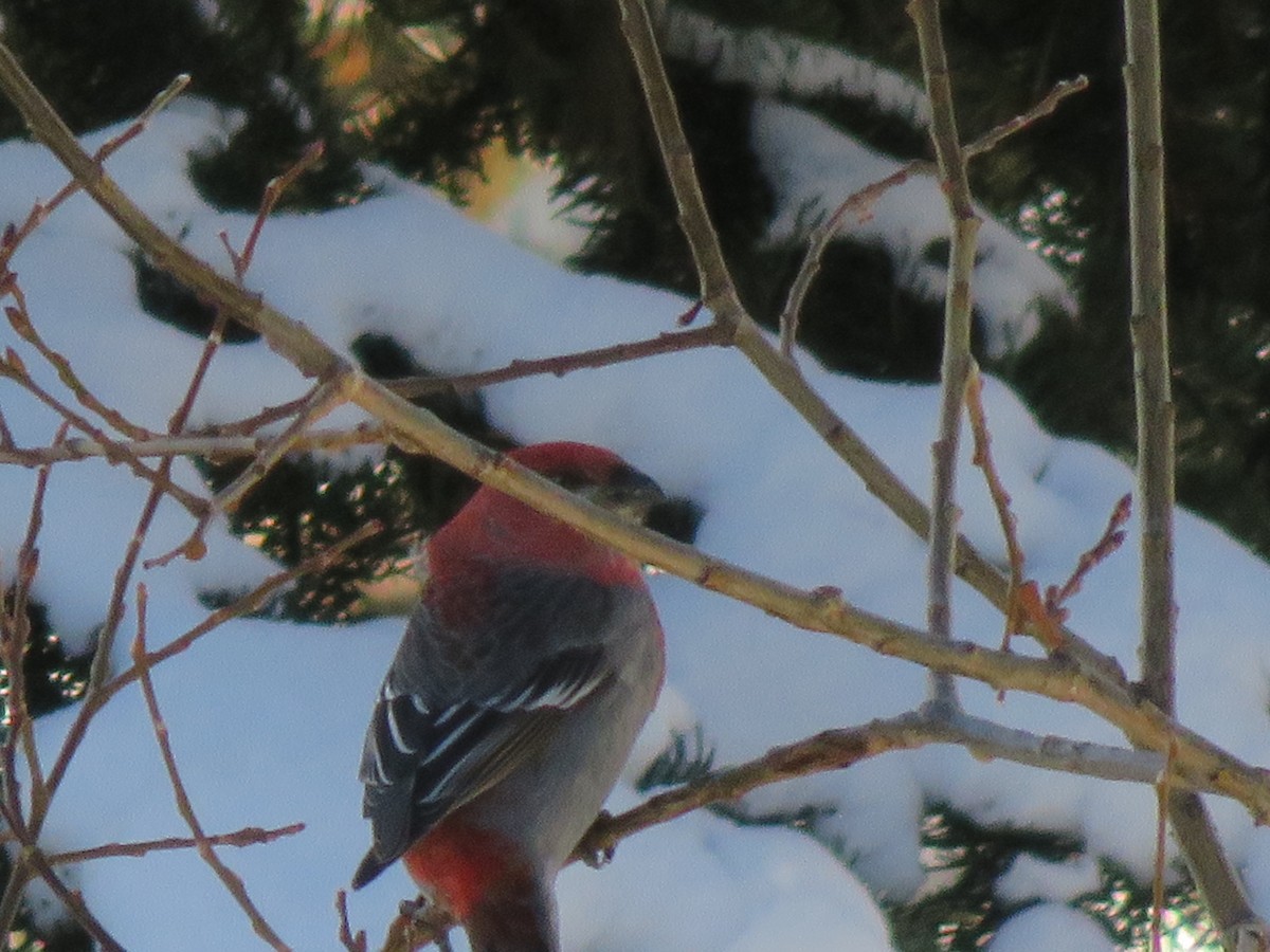 Нарсны шүршүү - ML24787101