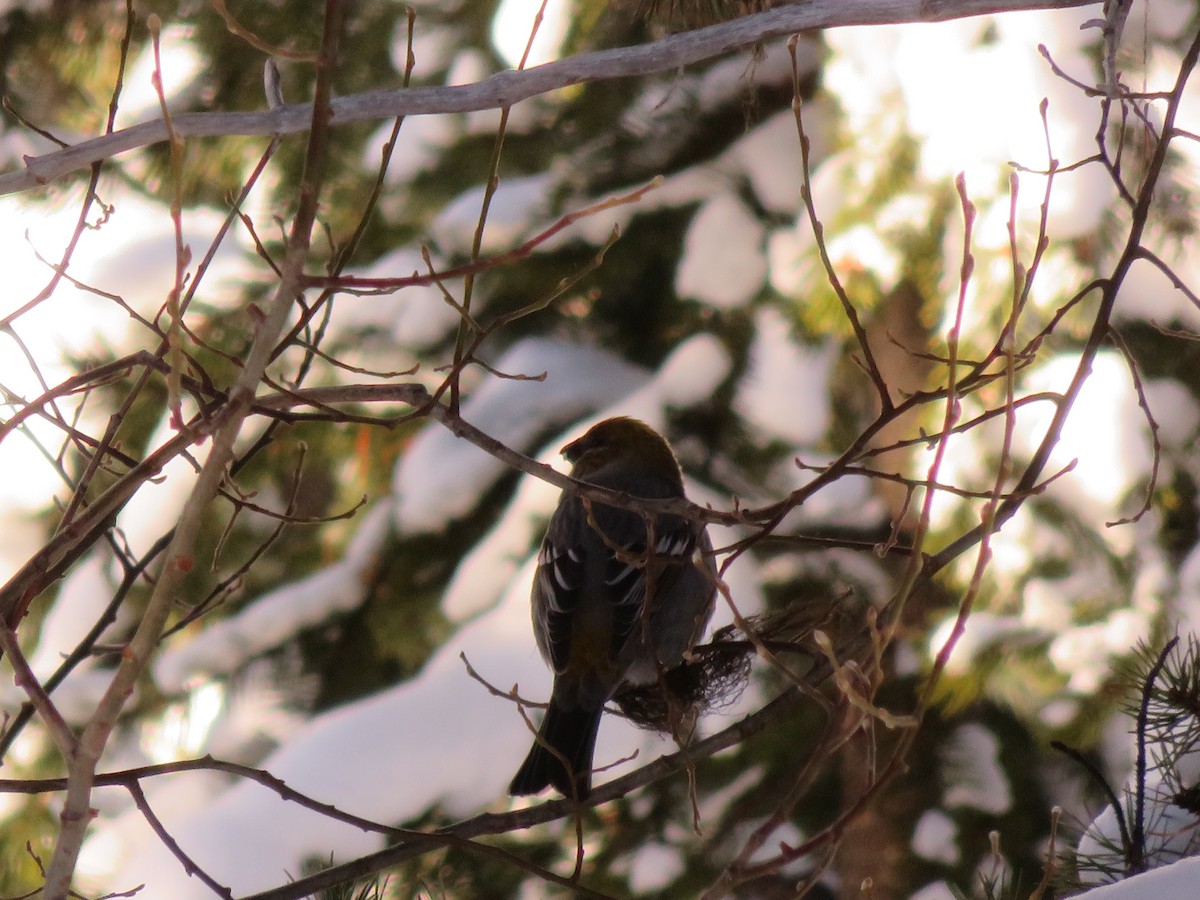 Нарсны шүршүү - ML24787111